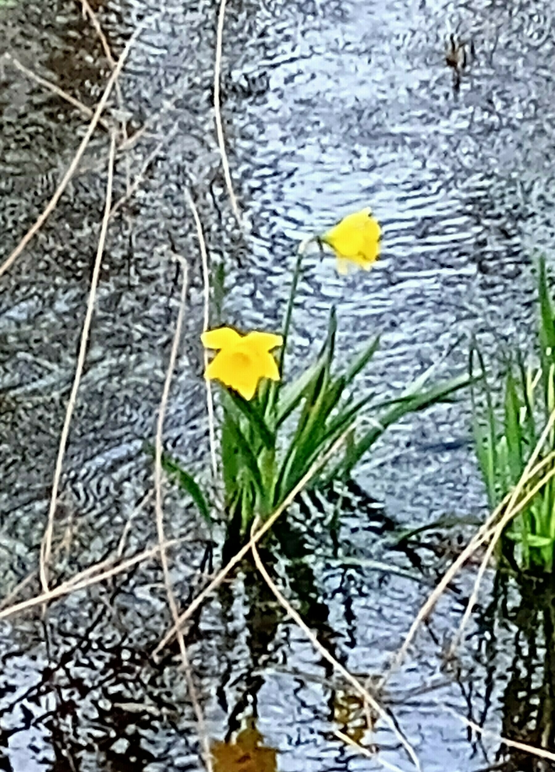 daffodil surrounded by flood water