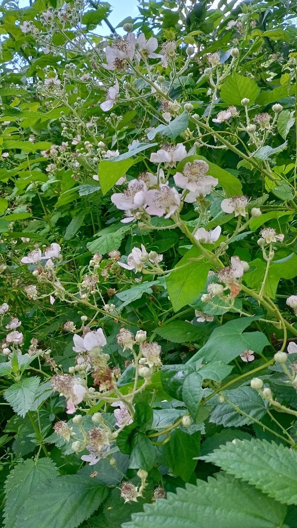 blackberry flowers