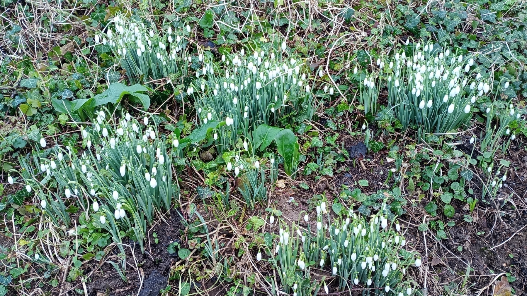 snowdrops