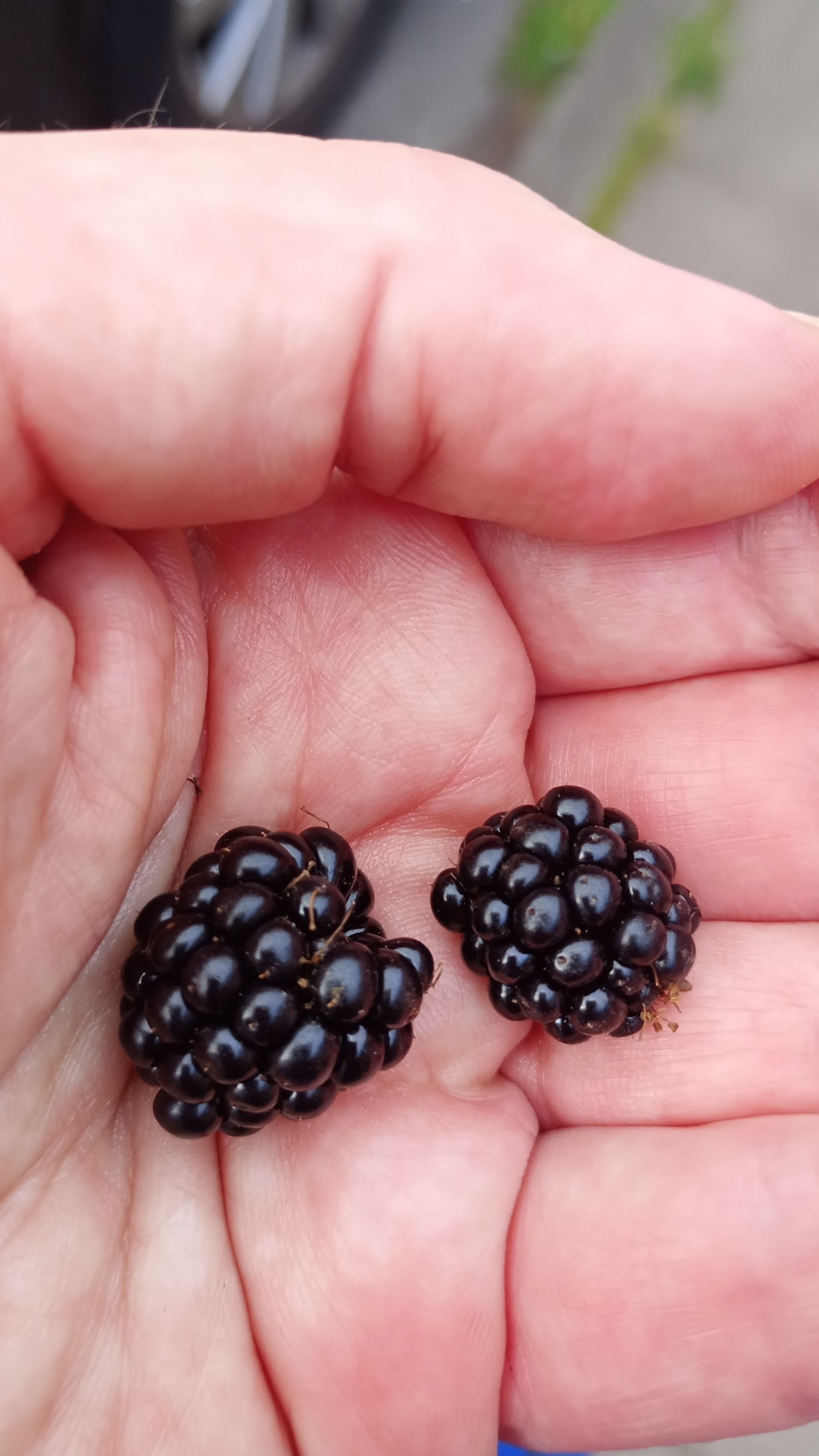 two tasty blackberries