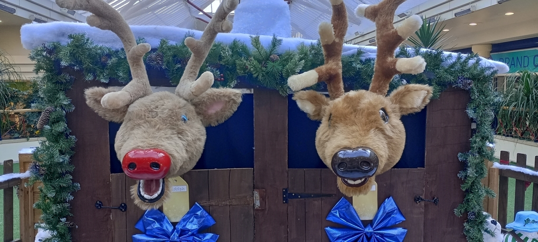 Two large, plush reindeer heads with humorous expressions are mounted on a wooden backdrop decorated with greenery and blue bows.