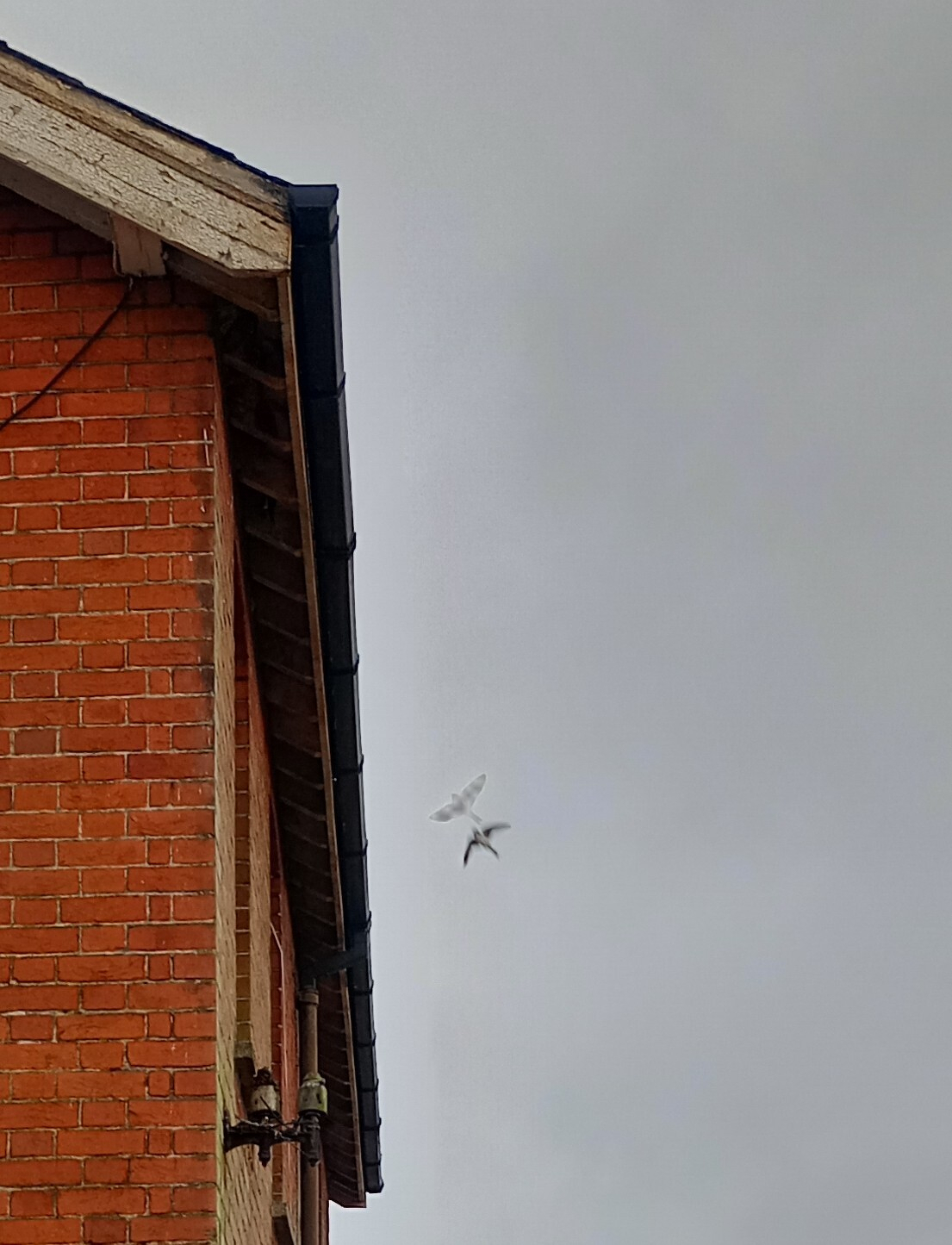 A red brick building with a black gutter is shown, while two birds are flying in the cloudy sky above.